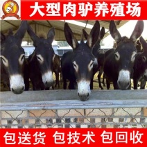 [橱]德州驴苗买十头送一头急售3000头