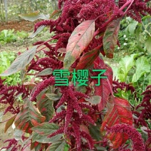 【雪樱子种子】四季播种皇帝菜绿色保健蔬菜种子