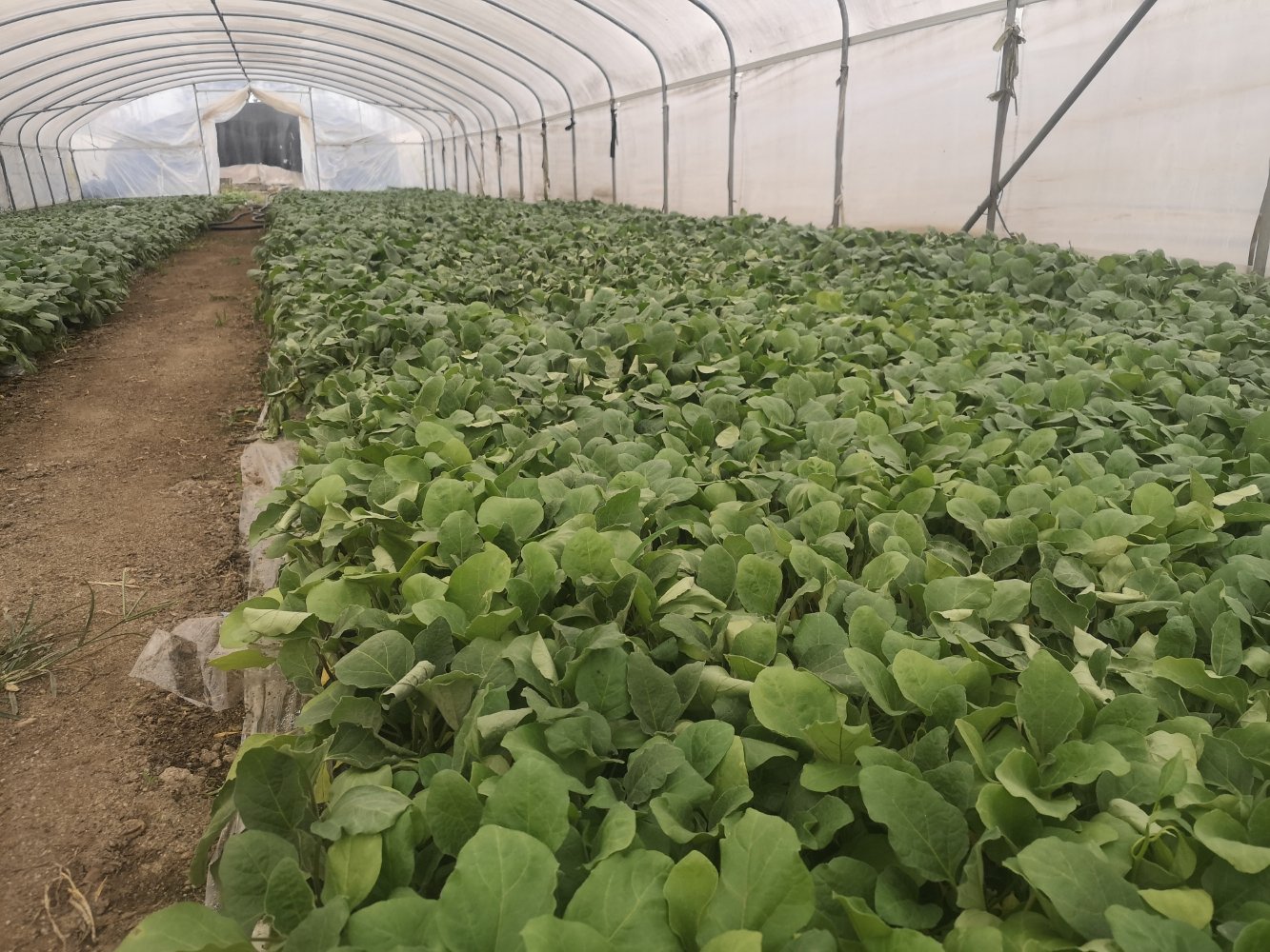 寿光温室大棚内的茄子植株生长情况