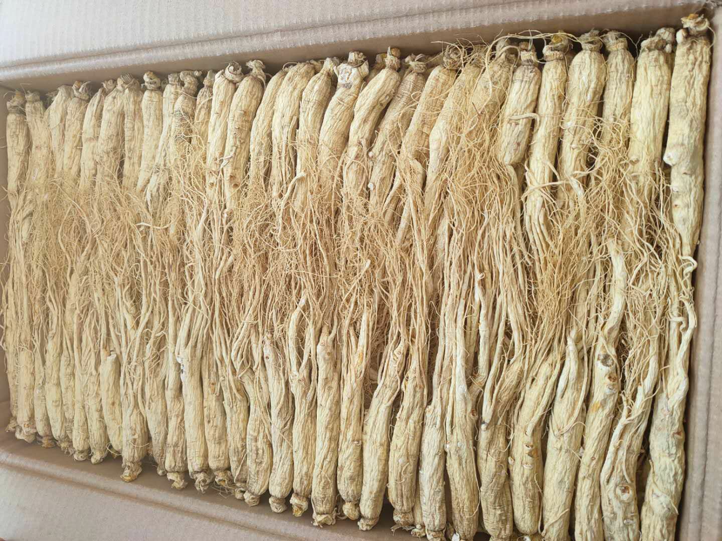 专业场景:使用红外水分仪现场检测干人参含水率,仪器屏幕清晰显示11.3%数值,证明达到安全贮藏临界值 干人参含水率检测实景图:手持式红外水分仪探头正接触人参主根横切面,屏幕显示数值"11.3%",背景为白色无菌操作台及标准砝码