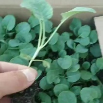 西兰花苗