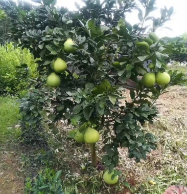 [柚子苗批发]特价热卖 包邮 泰国青皮柚苗 泰国红宝石 青柚苗价格6.