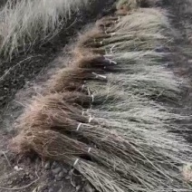 柠条苗，柠条苗供应，柠条苗产地，供应柠条苗量大，柠条苗价