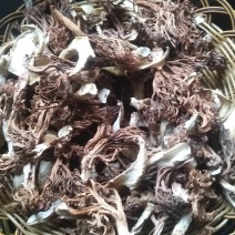 野生菌扫把菌，菌体形俊俏，色泽秀美，营养丰富，味道鲜美.