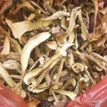 牛肝菌（美味），按菌的大小、菌伞的开放程度进行切片加工。