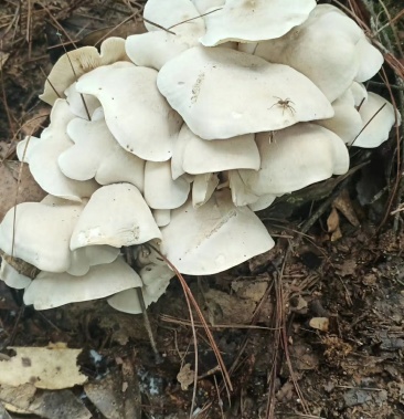 九月菇云南野生量少需提前预订野生菌