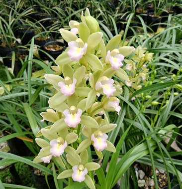 广州从化兰花香兰基地发货