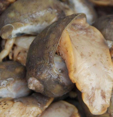 鲍螺假鲍鱼鲜活鲍螺大连鲍螺假鲍鱼