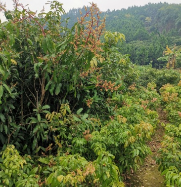 正宗桂七金煌芒果树四季芒果苗树嫁接特大芒果树苖南方当年结