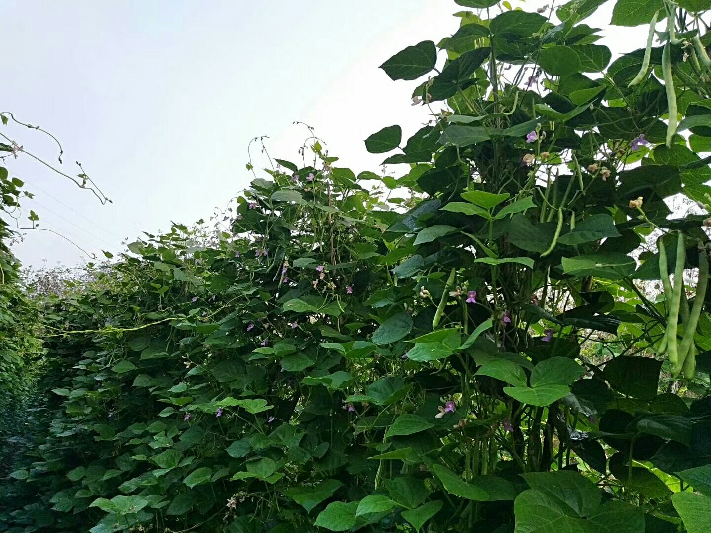 近距离拍摄挂在藤上的成熟绿色扁豆豆荚,豆荚饱满扁平,表面光滑有光泽,部分豆荚微微裂开露出内部白色的豆粒,背景虚化的菜园中有其他蔬菜生长 菜园中成熟的扁豆豆荚特写