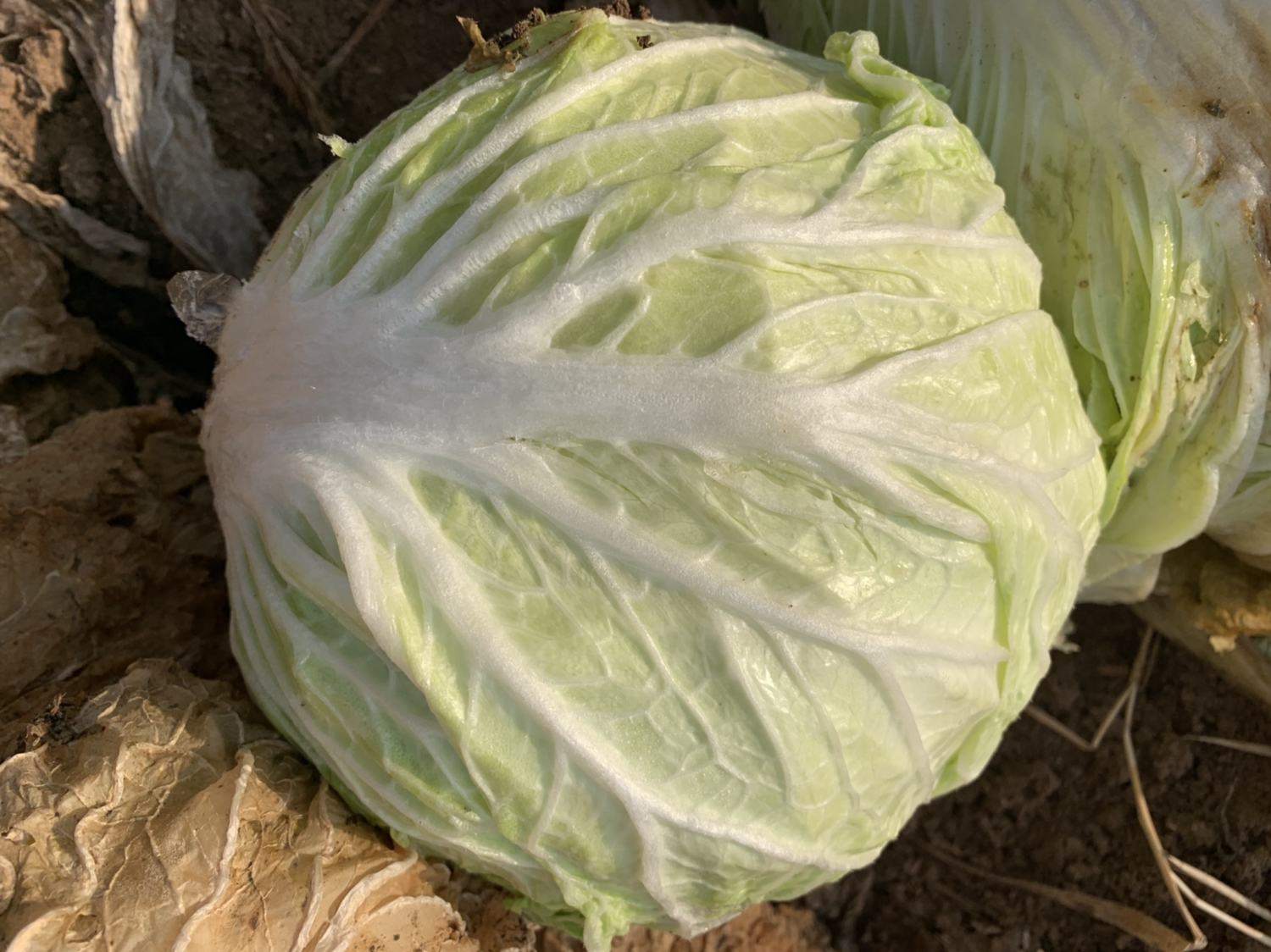 青杂三号白菜幼苗期特写