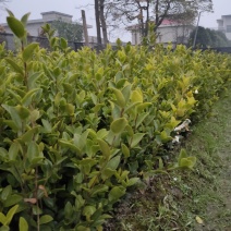 裸根苗，长林系，湘林系，嫁接良种高产！根系发达，