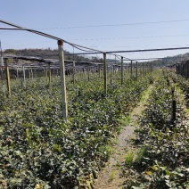 轻基容器大杯苗12X16实装杯，二年，三年，四年，油茶苗