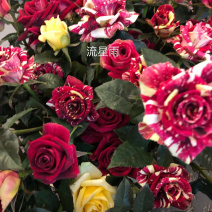 云南玫瑰花苗流星雨优质种苗保证质量品种