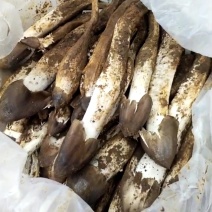 野生菌鸡枞菌，新鲜货，支持快递，偏远地方先咨询在下单！