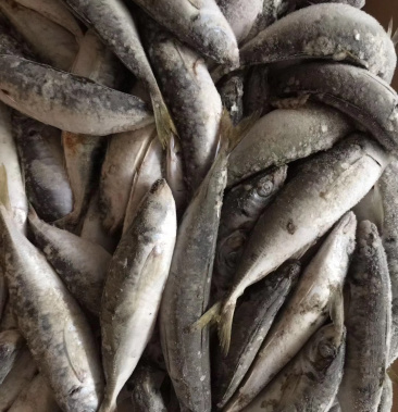 本港船冻池鱼,鲜度好,整件批发