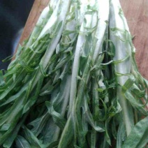 大量甜麦菜出售1.5块