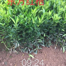 【一手货源】东方红桔苗，（世纪红苗）包邮