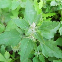 灰灰菜种子又名藜，别名野灰菜，灰蓼头草灰蓼头草，灰藋