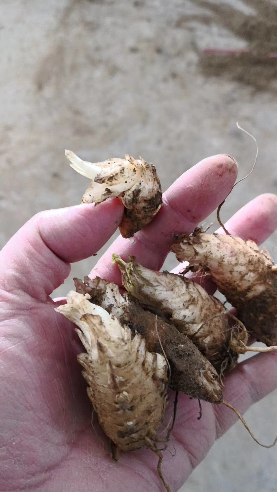 [玄参苗批发]玄参苗,玄参种苗价格,改良元参苗批发,玄参芽子供应价格