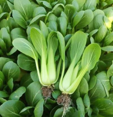 [小白菜批发]上海青 小白菜价格0.50元/斤 - 一亩田