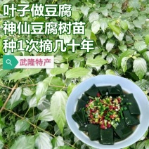神仙豆腐树苗班鸠蛋豆腐树苗臭黄荆树苗量大优惠