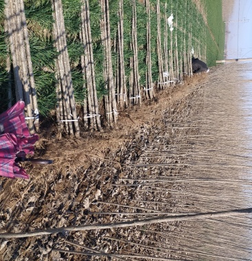 优质107杨树苗,无侧枝,无病虫害,成活率高,量大从优