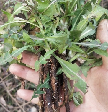 新鲜现挖蒲公英 野生整颗带根野菜蒲公英 婆婆丁药用蒲公英