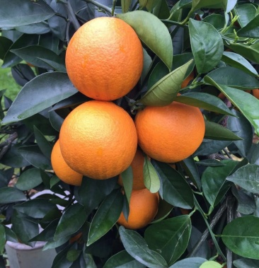 代办广西荔浦【万亩夏橙】每年的阳历1月-5月大量上市中