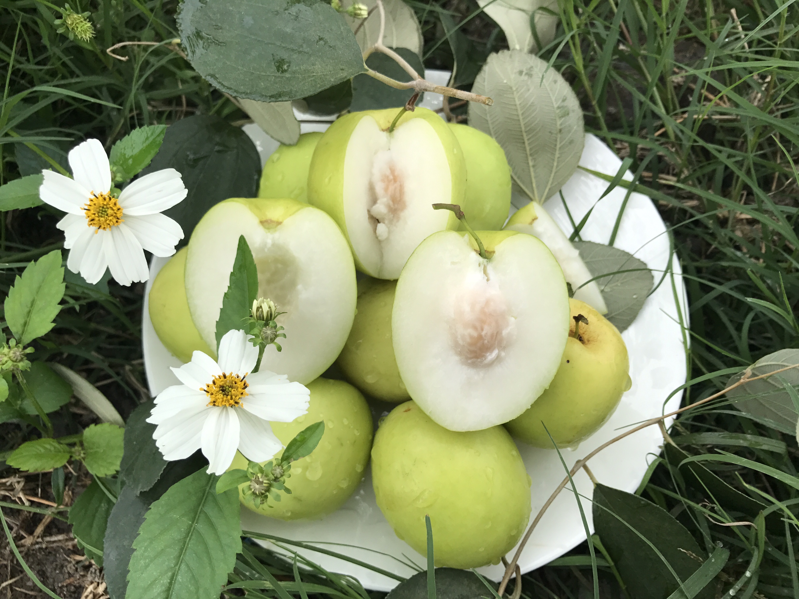 青枣黄瓜搭配图