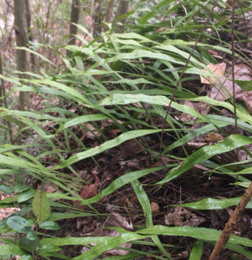 野生大小叶七星剑骨牌草