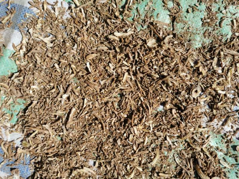 手绘风格中医图解:左侧标注'性寒'配冰晶纹理与下压箭头;中部'味苦辛'以苦瓜切片与新鲜薄荷叶并置;右侧'归肝肺经'用红色经络线连接肝脏与肺脏解剖简图,经络线上标注木犀草素、绿原酸分子结构式 野菊花性味归经示意图