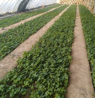 [批发]龙须菜种苗价格1.60元/棵 - 一亩田