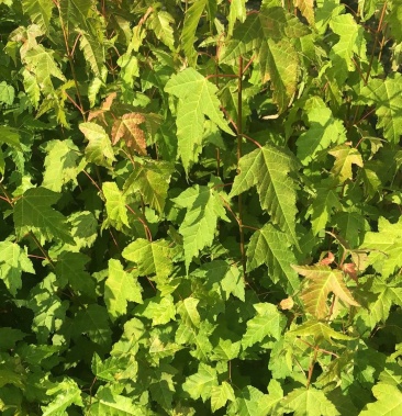 [三角枫批发]批发三角枫苗 茶条槭苗 丛生茶条槭批发 营养杯苗价格0.