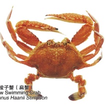 扁蟹肉蟹来自大海肉质紧实鲜甜弹牙