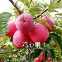 抗旱小苹果鸡心果苗锦绣海棠果苗盆栽地栽观赏食用苹果