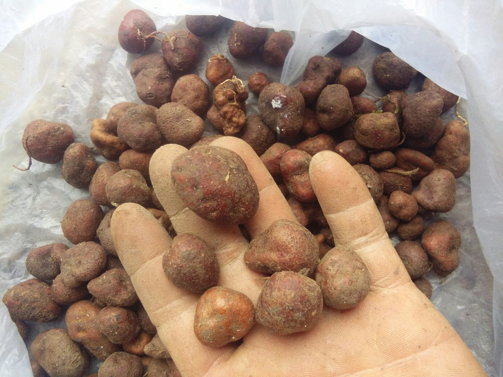 竹灵芝采集过程