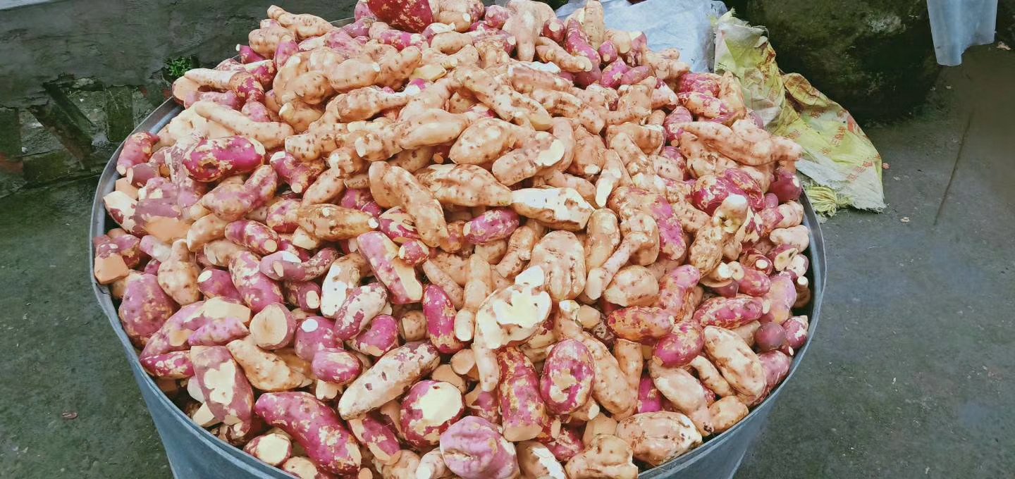 图片说明:科研人员使用糖度计检测红薯果肉中的还原糖含量 红薯甜度测试仪器操作图