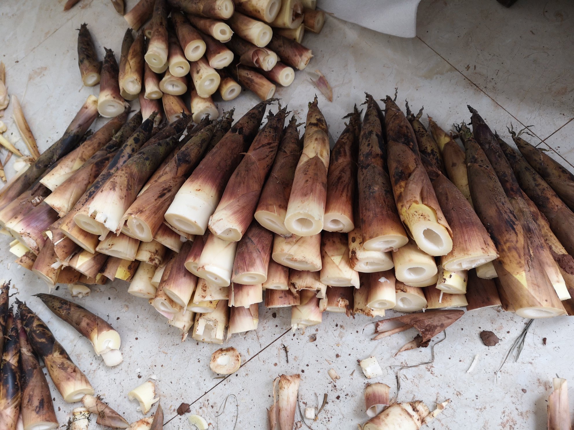 雷竹笋标准化采收与田间初筛场景
