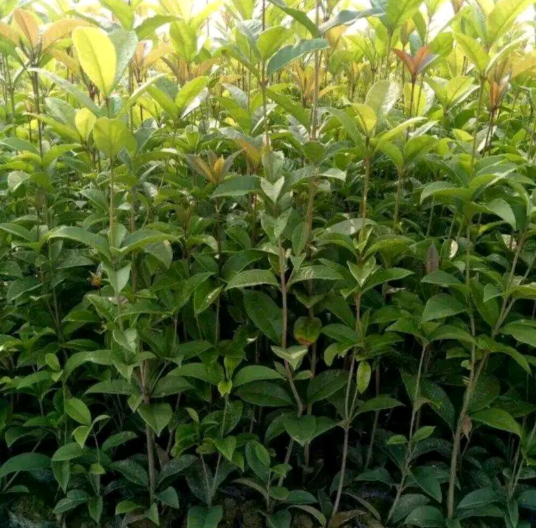 四季桂健康植株与患病植株对比图