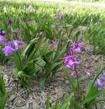 白芨三叉白芨紫花白花干白芨个子白芨片子纯干无硫