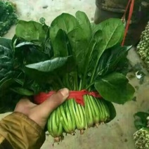 山东省菏泽市单县黑叶菠菜直销中箱装打捆，现挖现发