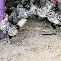 波兰鸡波兰鸡种蛋波兰鸡小苗波兰鸡种蛋波兰鸡种苗