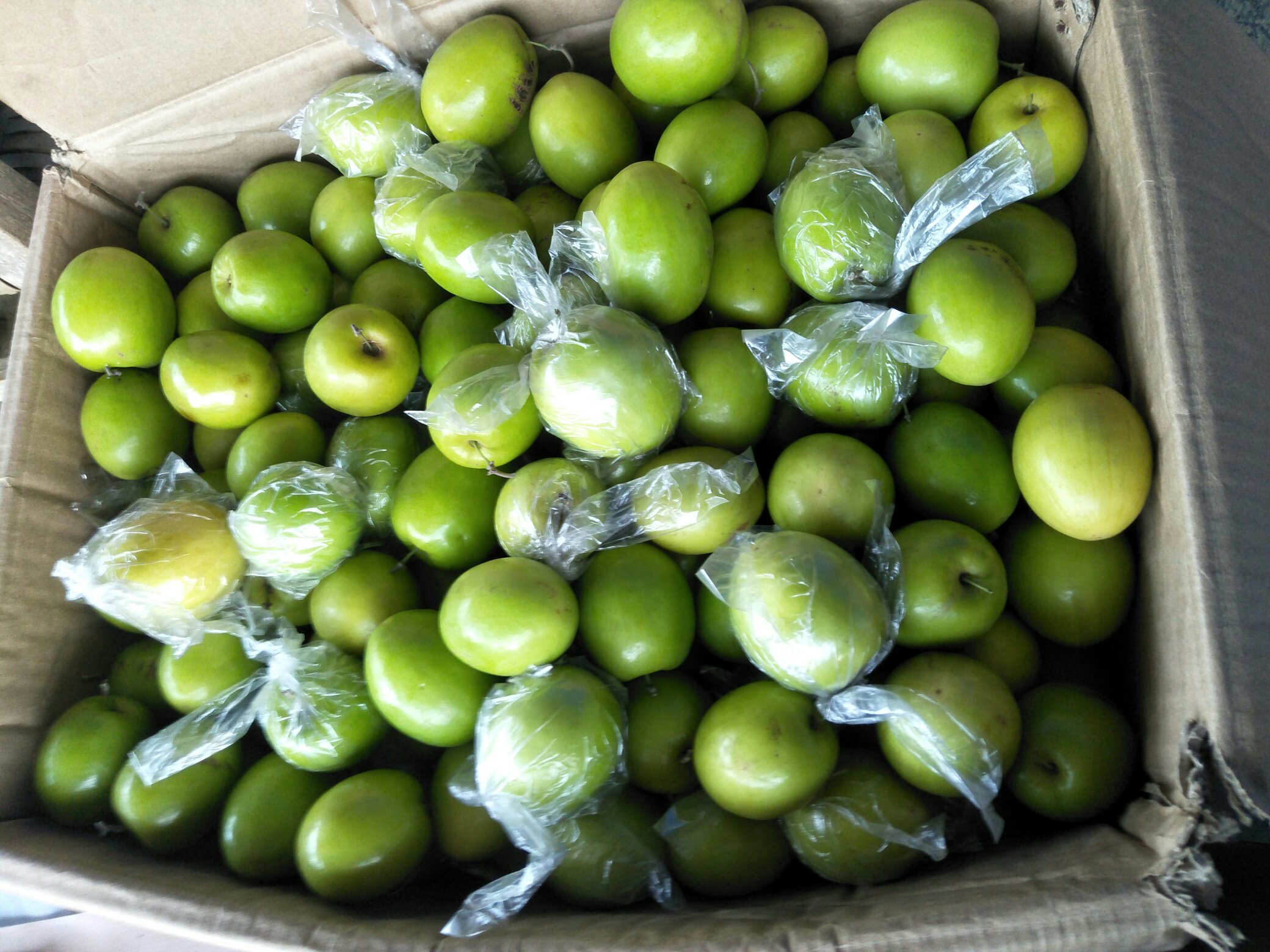 青枣的不同品种展示