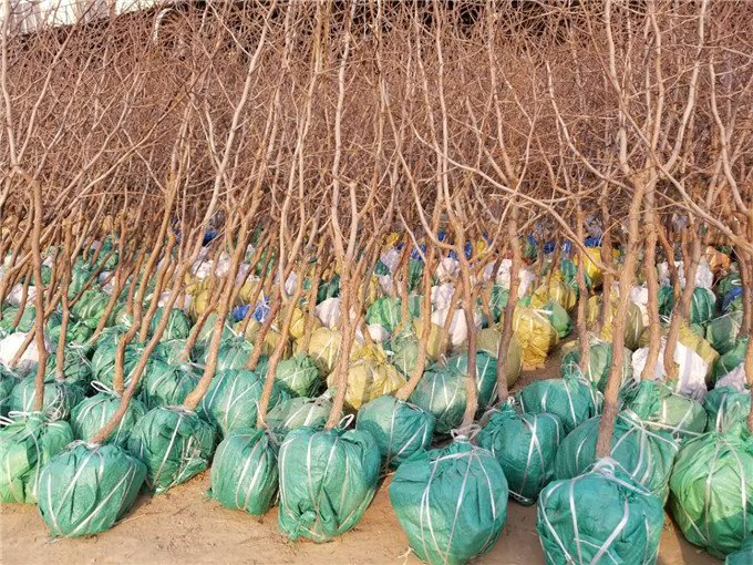 冬枣幼苗移栽现场图