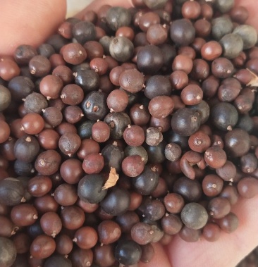 [栾树种子批发]南栾新种子,19年新采的种子,需要的老板联系!价格5.