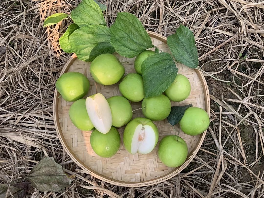 青枣与新鲜青橄榄并列摆放的特写照片