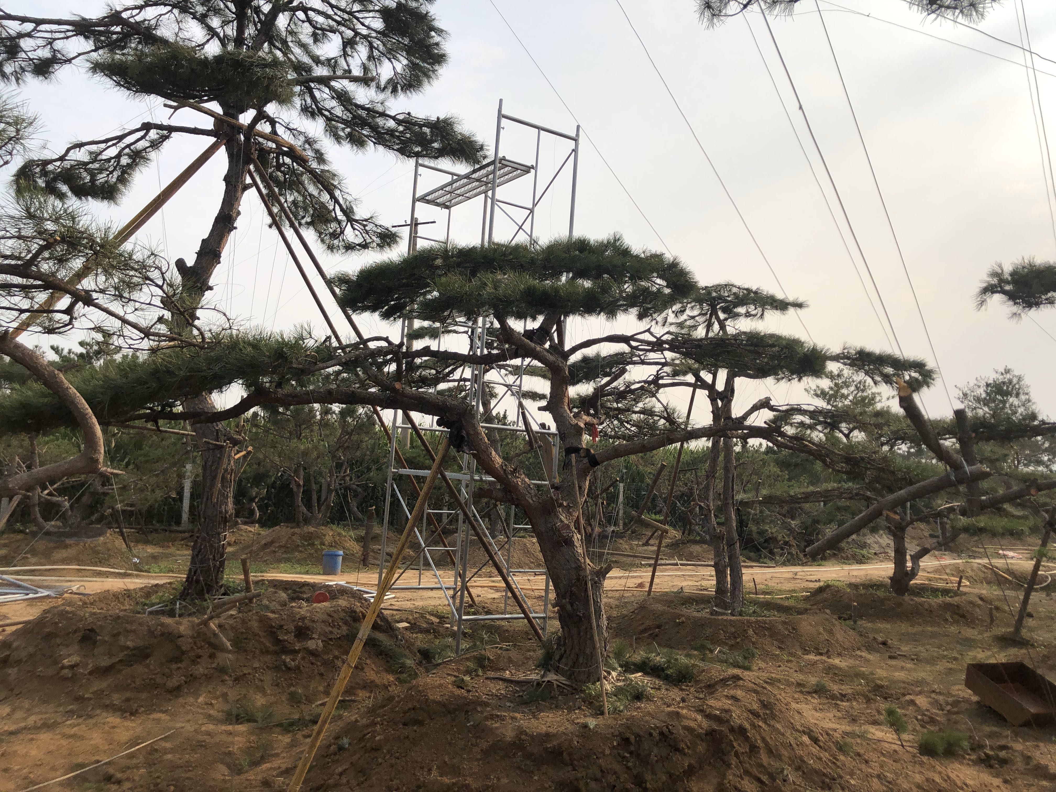 园林景观中应用的造型油松