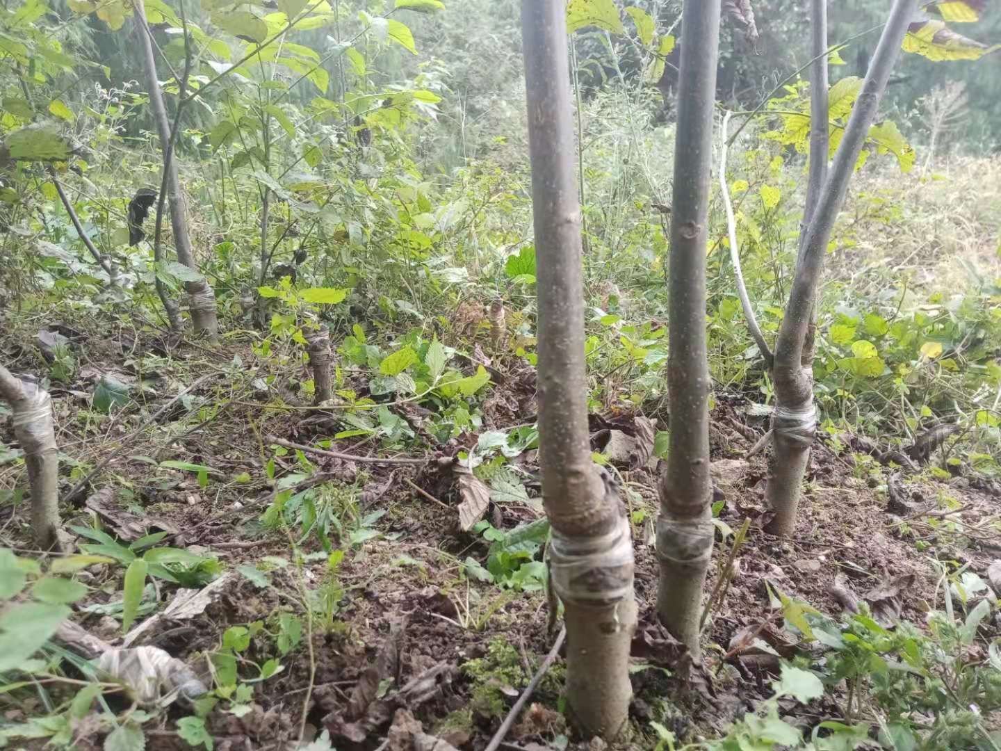 核桃园杂草类型与核桃树根系分布示意图