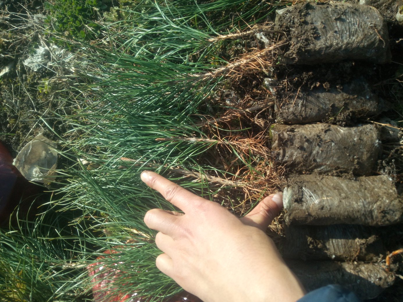 油松根系在不同土壤条件下的生长情况